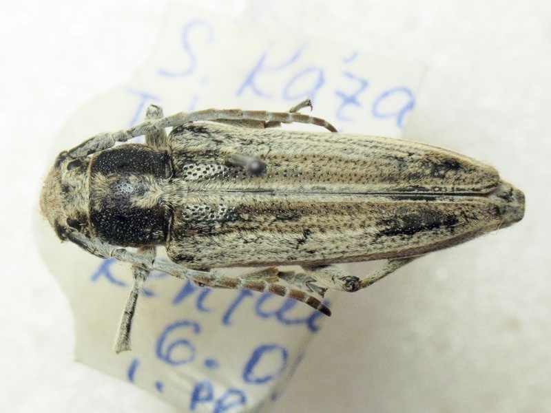 Conizonia fausti (Ganglbauer, 1885)